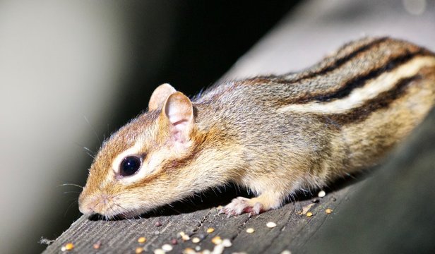 Beautiful isolated photo of a cute chipmunk on the hedge