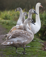 Obraz na płótnie Canvas Mute Swan, Swans, Cygnus olor