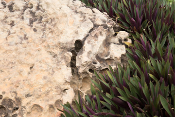 Tradescantia spathacea,Oyster lily with stone in garden.