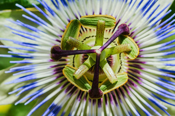 Passion or Passiflora - blooming tropical flower .