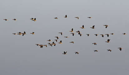 Flock of birds, greylag goose (Anser anser) in flight 