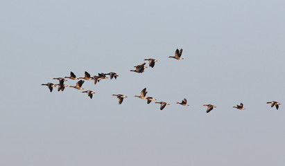 Flock of birds, greylag goose (Anser anser) in flight 