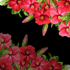 Beautiful floral background of red hibiscus 