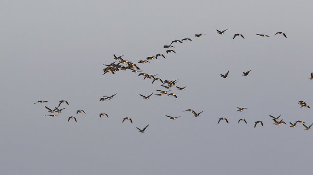 Flock of birds, greylag goose (Anser anser) in flight 