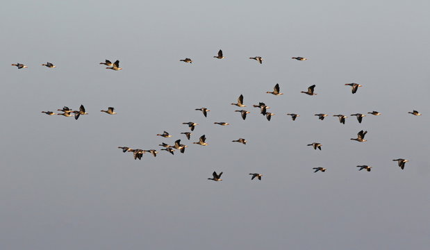 Flock of birds, greylag goose (Anser anser) in flight 