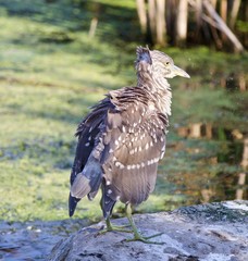 Isolated photo of a funny black-crowned night heron standing on a rock