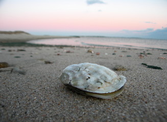Fototapeta na wymiar Oyster on the Beach at Chatham, Cape Cod