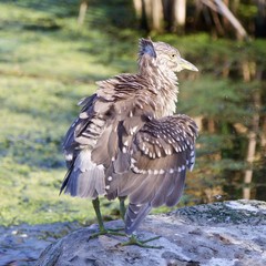 Isolated image of a funny black-crowned night heron shaking her feathers on a rock