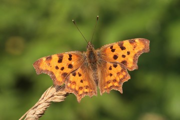 Babočka bílé C na stéble trávy.  comma butterfly. Polygon-ia c-album