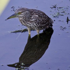 Isolated image with a funny black-crowned night heron in the water