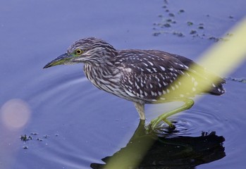 Picture of a funny black-crowned night heron in the water