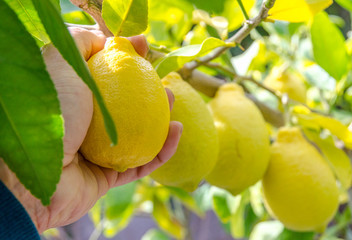 Fresh picked Lemons