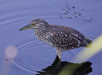 Background with a funny black-crowned night heron in the water