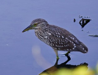 Isolated picture of a funny black-crowned night heron in the water