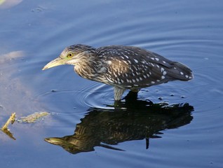 Isolated photo of a funny black-crowned night heron walking in the water
