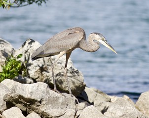 Beautiful picture with a funny great heron standing on a rock shore