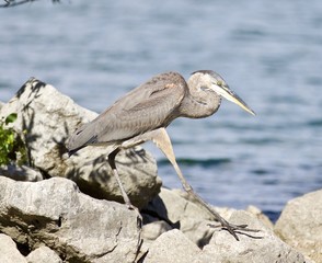 Beautiful isolated image with a funny great heron walking on a rock shore