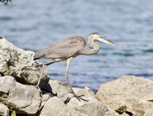Beautiful background with a funny great heron standing on a rock shore