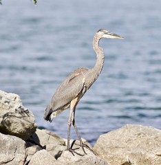 Beautiful isolated photo with a funny great heron standing on a rock shore