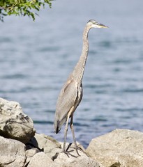 Beautiful isolated image with a funny great heron standing on a rock shore