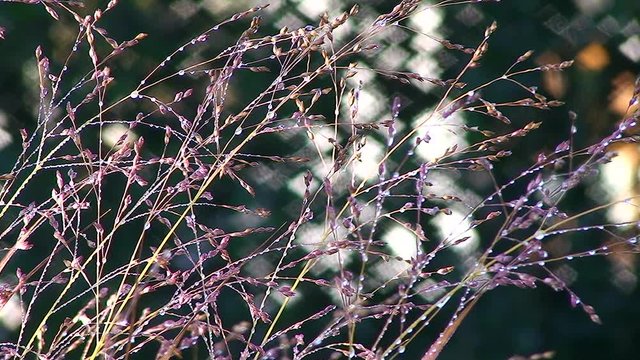 Wasserperlen glitzern an den vom Wind bewegten Gr&auml;sern