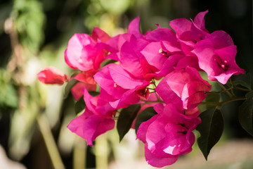 Purple bougainvilleas in Guatemala, close up.