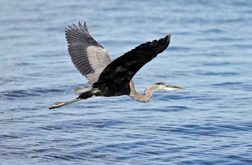 Beautiful background with a funny great heron flying near the water