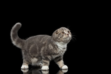 Cute little kitty scottish fold breed with tabby on body standing and looking up on isolated black background with reflection