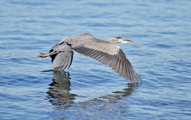 Photo of a flying great heron