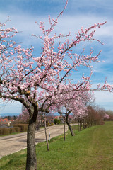 Mandelblüte in Edenkoben, Rheinland Pfalz, Germany