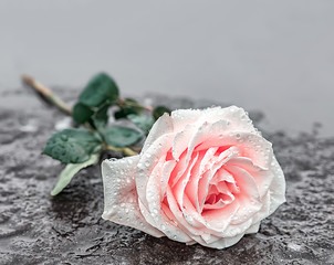 eine auf einem Grabstein niedergelegte rosa Rose auf gefrorenem Untergrund zum Ausdruck der Trauer...
