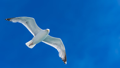 
eine weiße Möwe gleitet / fliegt am blauen Himmel entlang - Nahaufnahme 