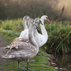 Mute Swan, Swans, Cygnus olor