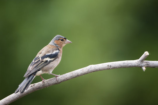Pinzón vulgar (Fringilla coelebs)