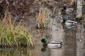 Wetland scene.  Two Mallard ducks in reflective waters.  Birds on the water. 