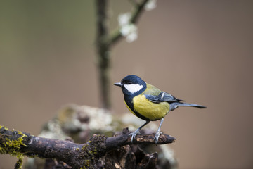 Obraz premium Carbonero común (Parus major)