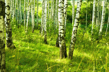 summer in sunny birch forest