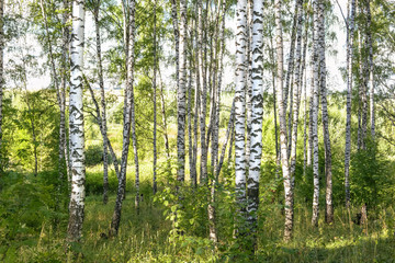 Fototapeta premium summer in sunny birch forest