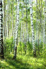 summer in sunny birch forest - 131026214