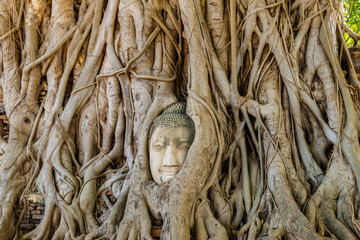 Stone head of ancient buddha statue entwined in the roots of a giant tree in Wat Mahathat, at  Ayutthaya historical park, Thailand.
