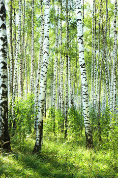 Fototapeta summer in sunny birch forest