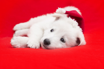 White Swiss Shepherd puppy in a Christmas hat