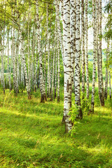 summer in sunny birch forest - 131026457