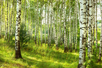 summer in sunny birch forest