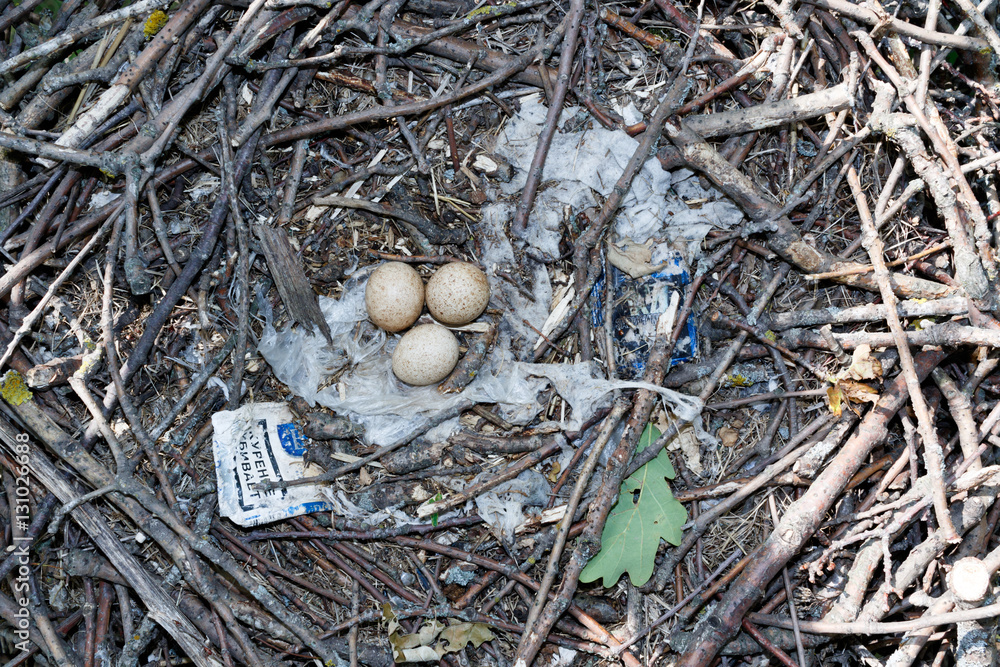 Poster falco subbuteo. the nest of the northern hobby in nature.