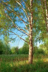 Fototapeta premium summer in sunny birch forest