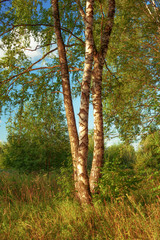 summer in sunny birch forest