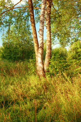 summer in sunny birch forest