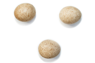 Falco subbuteo. The eggs of the Northern Hobby in front of white