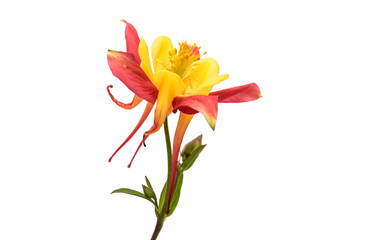 aquilegia flower isolated